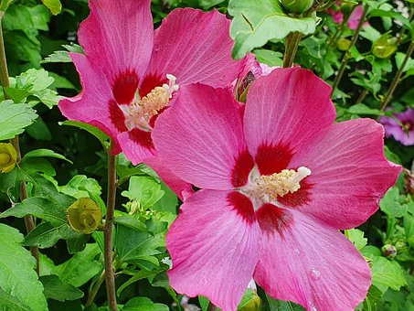 Free Hibiscus Pink Flowers photo and picture