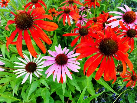 Free Coneflower Blossom photo and picture