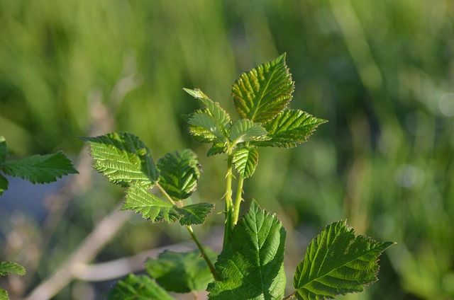 Free Herb Nature photo and picture