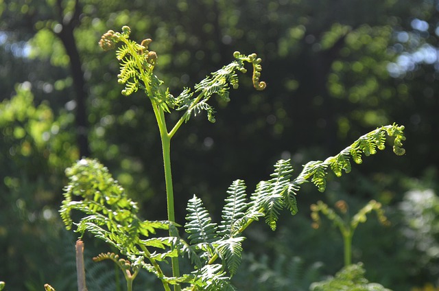 Free Macro Natural photo and picture