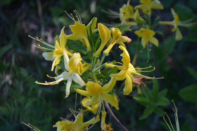Free Macro Natural photo and picture