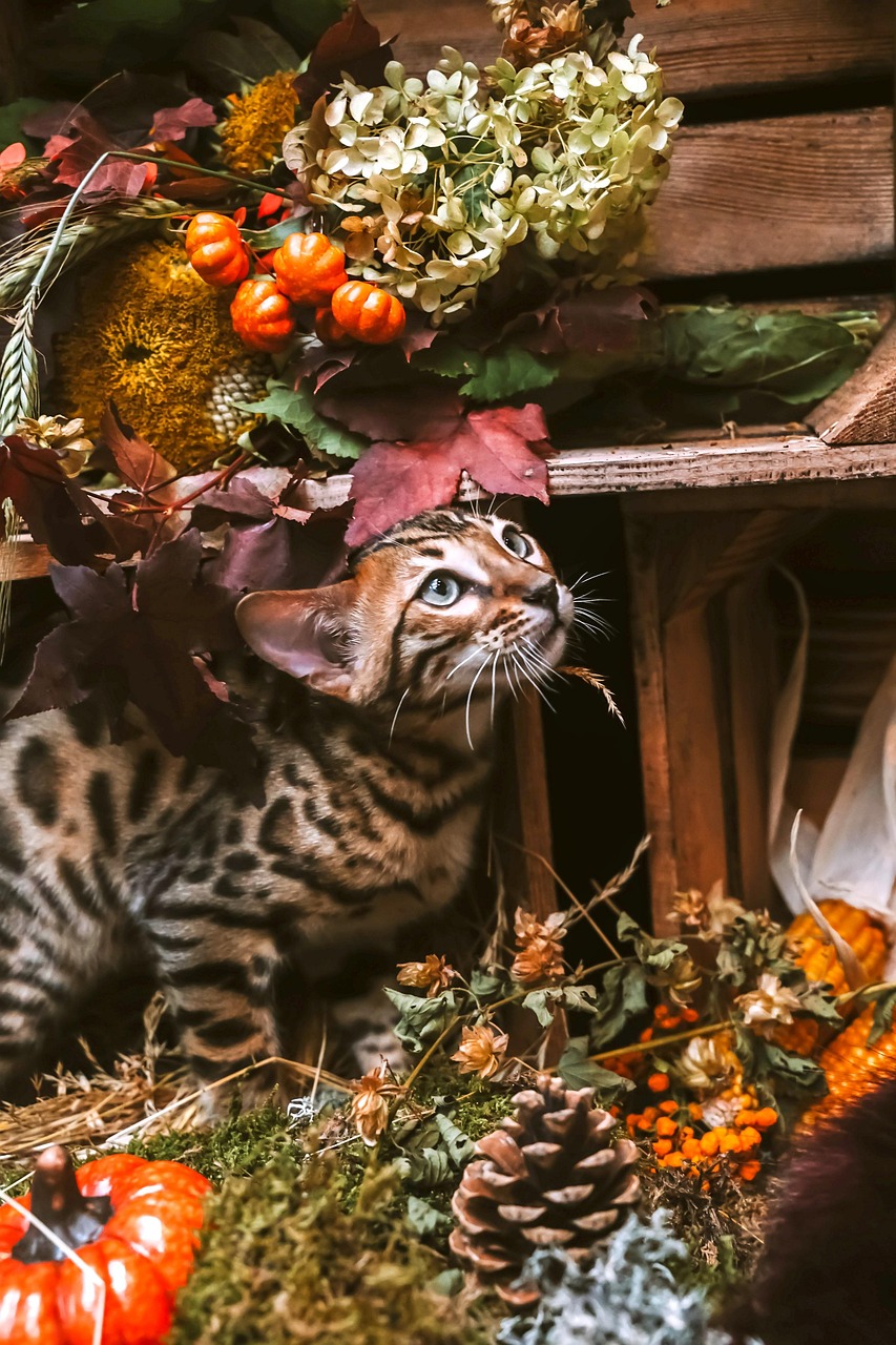 Cat Bengal Tiger Kostenloses Foto Auf Pixabay Pixabay cat-bengal-tiger-kostenloses-foto-auf-pixabay-pixabay