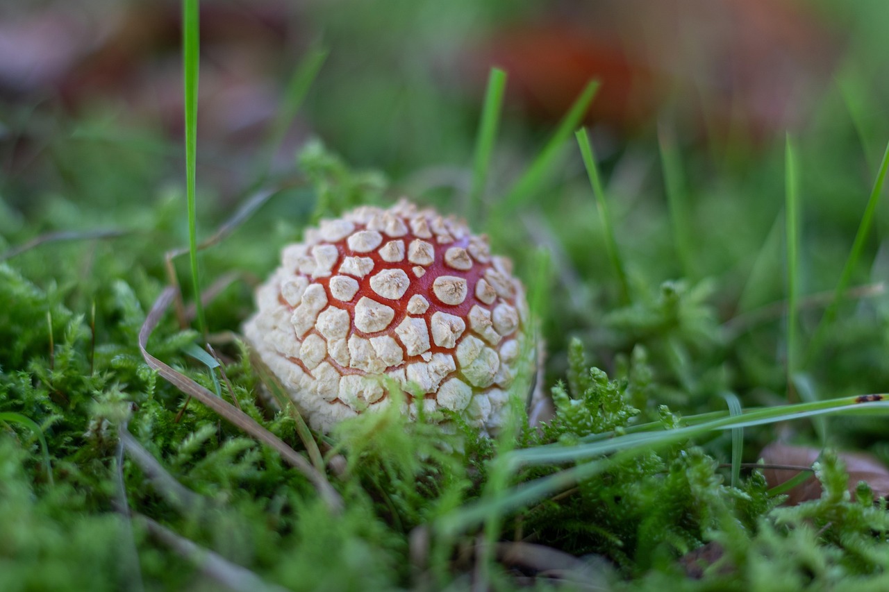 Toadstool Mushroom Fungus - Free photo on Pixabay - Pixabay