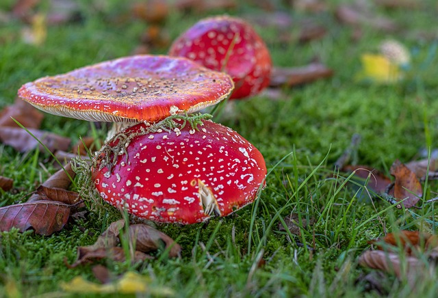 Paddestole, Svampe, Mykologi, Skovbund