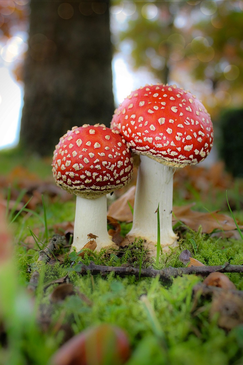 3,000+ Free Toadstools & Mushroom Images - Pixabay
