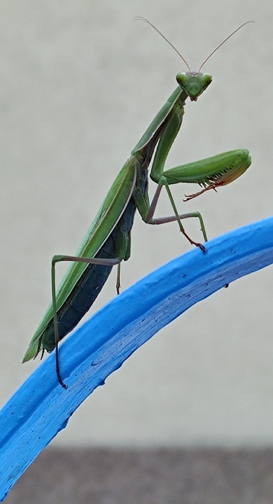 Saska Rovar Mantis Religiosa Rovar - Ingyenes fotó a Pixabay-en - Pixabay