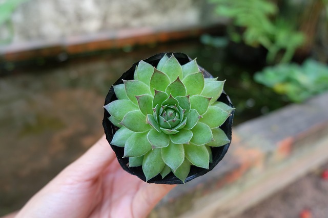 Succulent Cactus Plant - Free photo on Pixabay