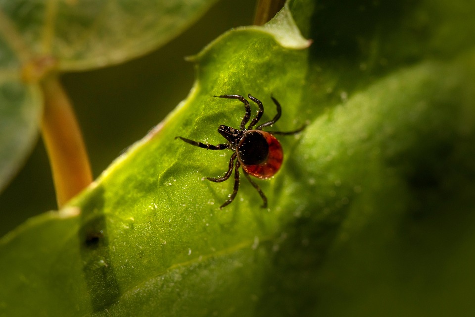 Pitok Insect Insect Tick Entomology - Free photo on Pixabay - Pixabay