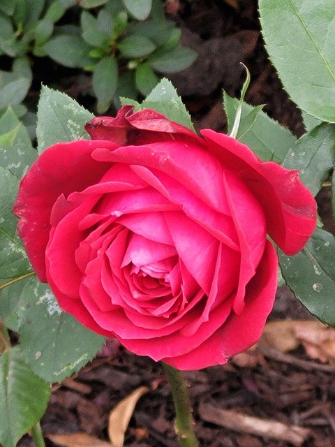 Free Flower Rose photo and picture