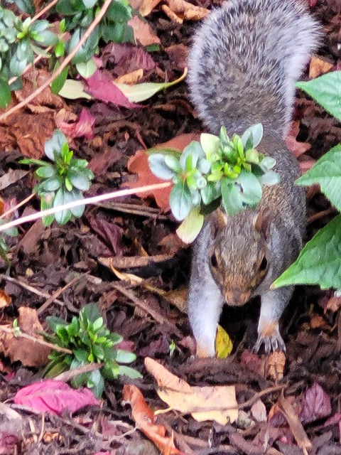 Free Squirrel Animal photo and picture