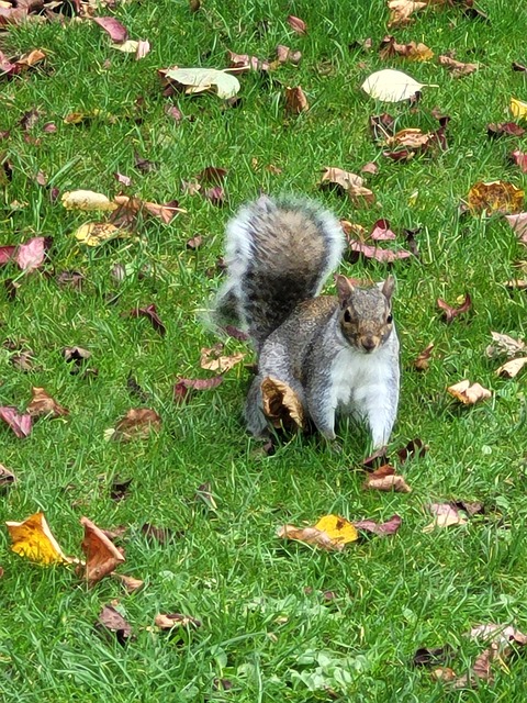 Free Squirrel Rodent photo and picture