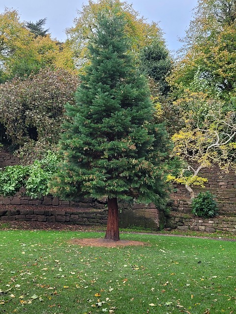 Free Tree Nature photo and picture