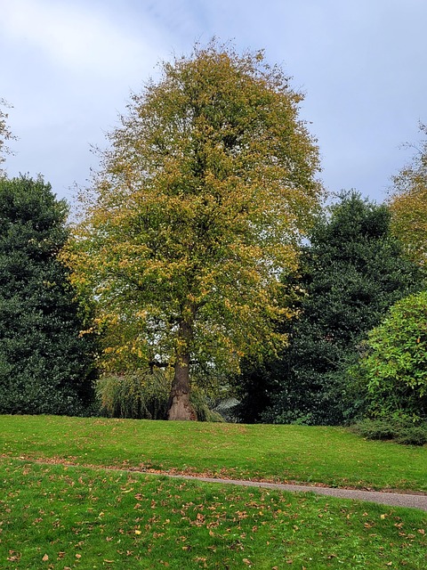 Free Tree Nature photo and picture
