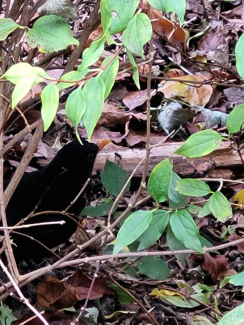 Free Blackbird Bird photo and picture