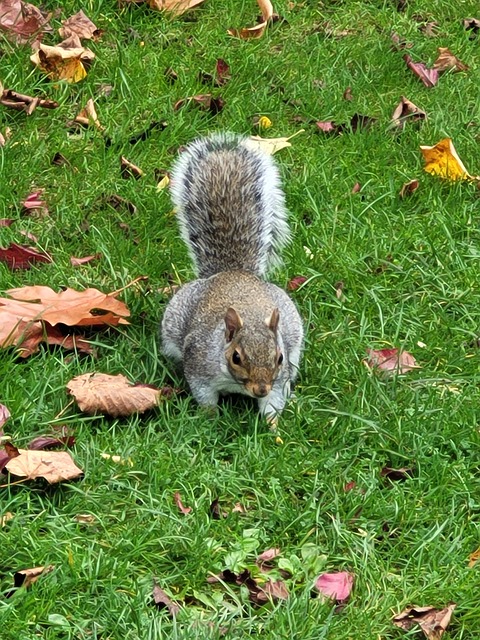 Free Squirrel Animal photo and picture