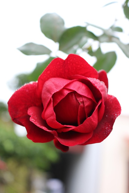 Rose, Blume, Rote Rose, Rosenblüte