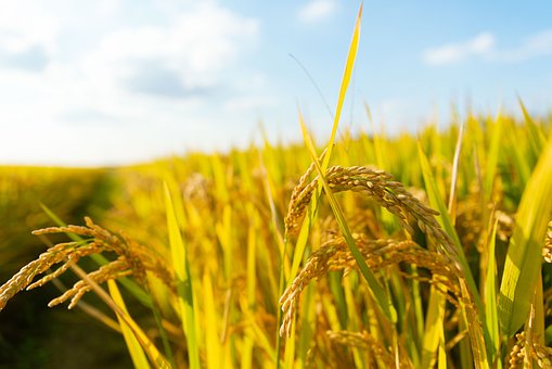 Free Agriculture Rice Field photo and picture