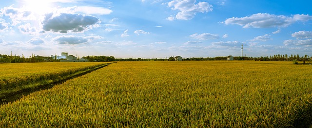 Free Agriculture Field photo and picture
