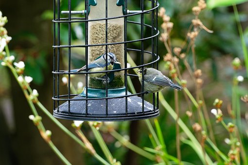Free Blue Tits Birds photo and picture