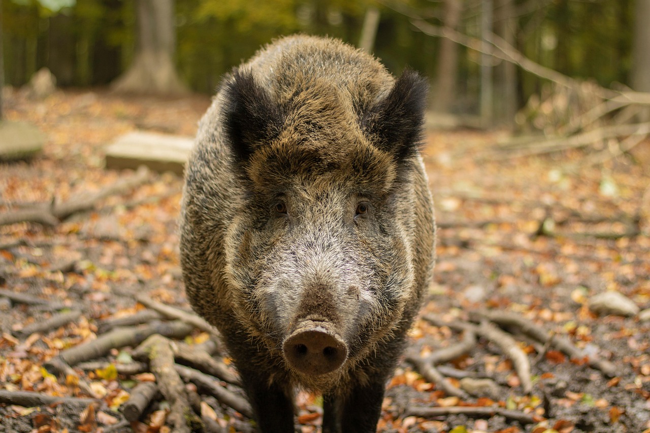 Wildschwein Schnauze Wald Kostenloses Foto Auf Pixabay Pixabay Wildschwein Schnauze Wald Kostenloses Foto Auf Pixabay Pixabay