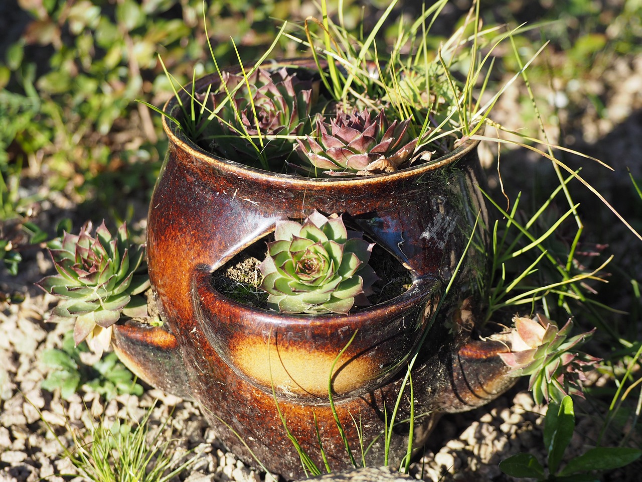Houseleek Jardins Pot De Fleur - Photo gratuite sur Pixabay - Pixabay