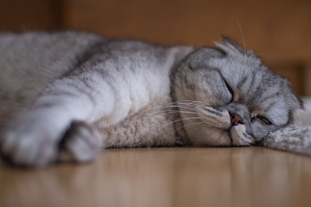 Free Cat Pet photo and picture