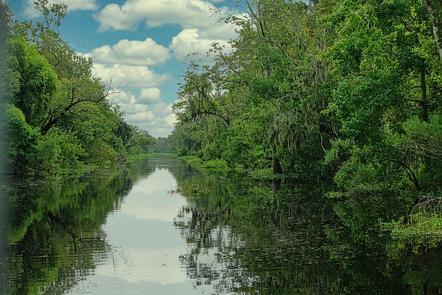 Bayou, Rivier, Moeras, Wetland, Jungle