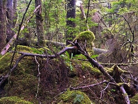 Free Landscape Rainforest photo and picture