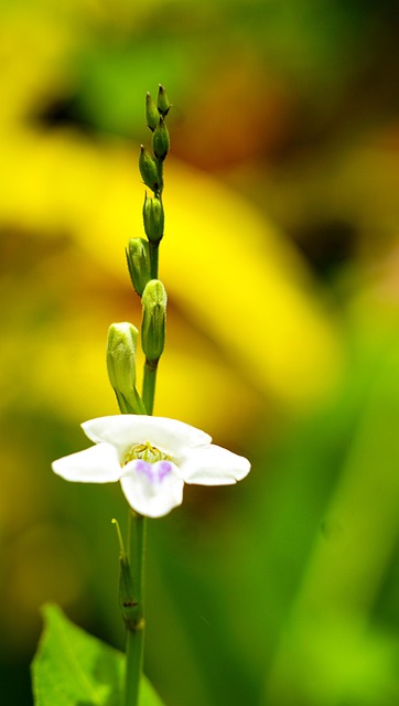 Blomster, Plante, Smukke Blomster