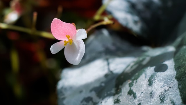 Blomster, Natur, Kronblade, Planter