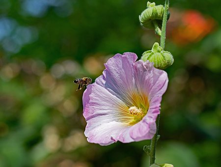 Malva Loca, Abeja, Bug, Polinizar