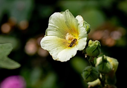 Malva Loca, Flor, Hermosas Flores
