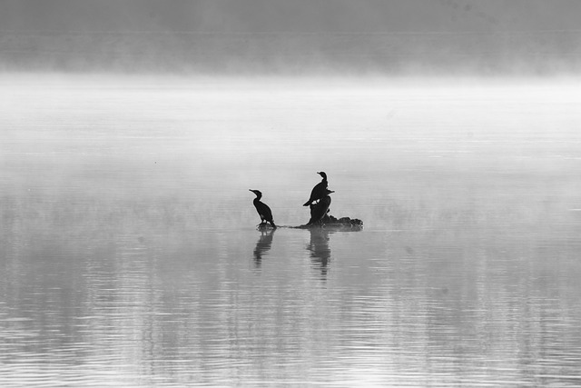 Free Birds Lake photo and picture