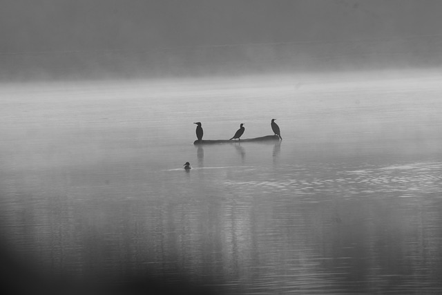 Free Birds Lake photo and picture