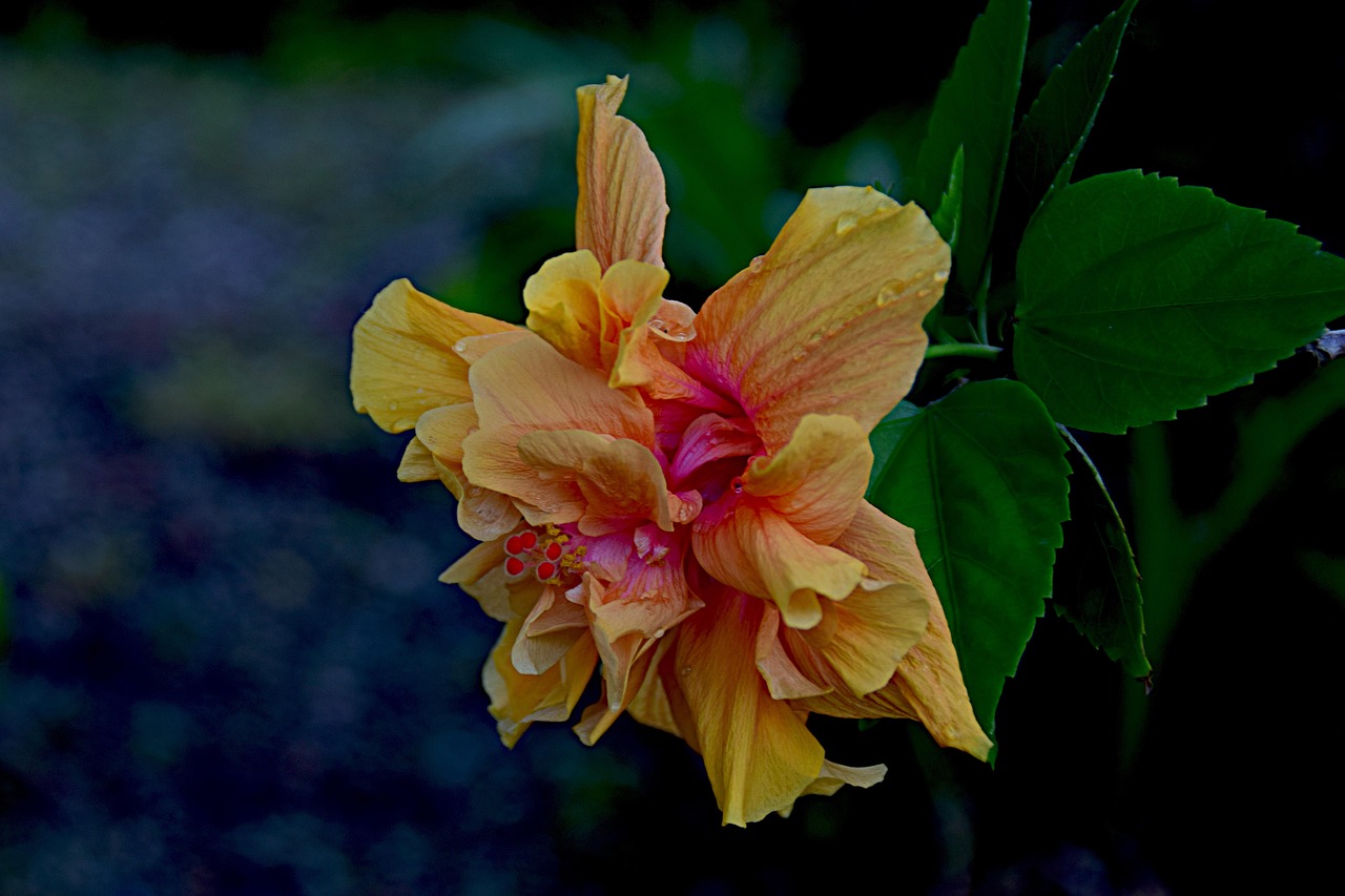 Hibiscus Flower Garden - Free photo on Pixabay