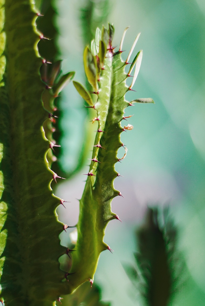 Keel Flower Hylocereus Undatus Haw Free photo on Pixabay Pixabay