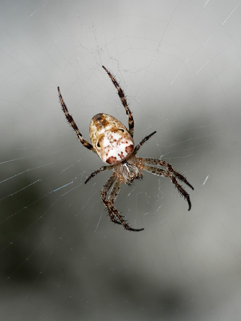 Free Insect Spider photo and picture