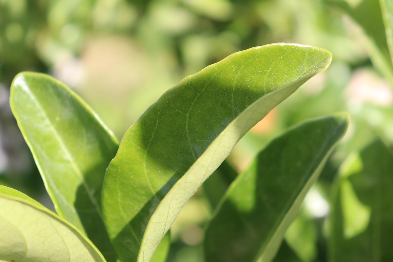 Daun Rutu Rutu Rempah Daun Hijau Tanaman - Foto gratis di Pixabay - Pixabay