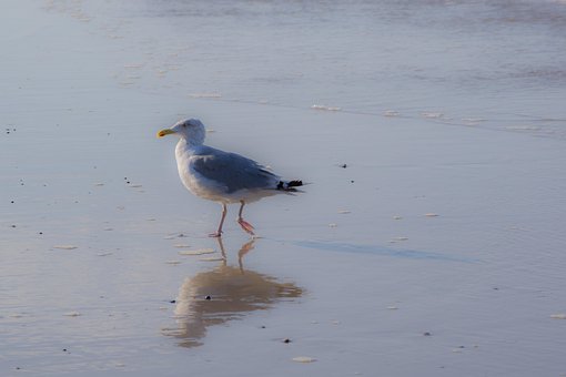Pescăruş De Mare, Pasăre, Plajă
