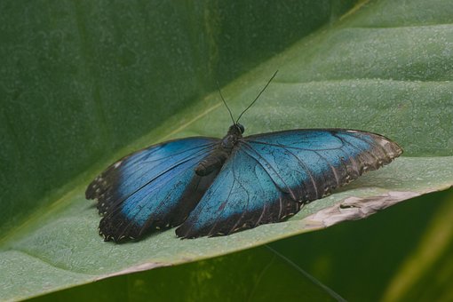 Fluture, Insectă, Insectă Înaripată