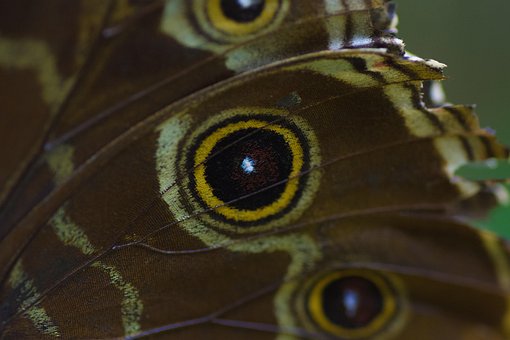 Insectă, Fluture, Entomologie