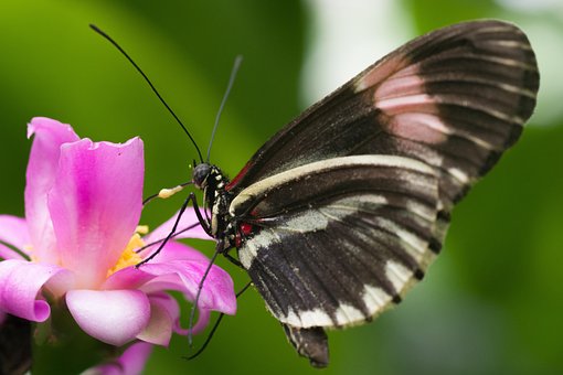 Fluture, Flori Frumoase, Floare