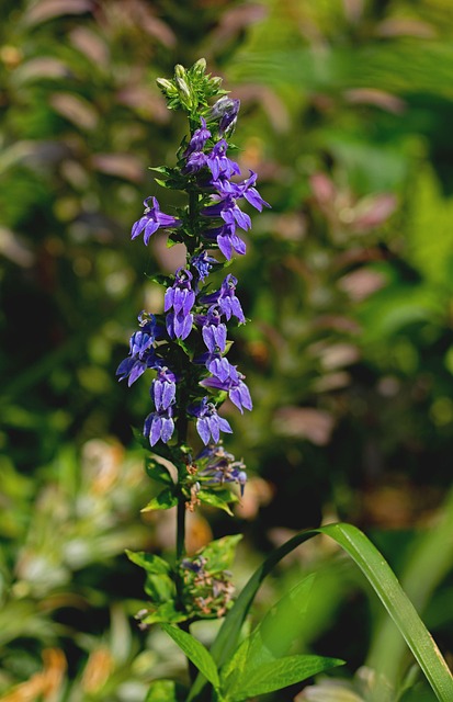 Flor, Bloom, Botánica, Naturaleza