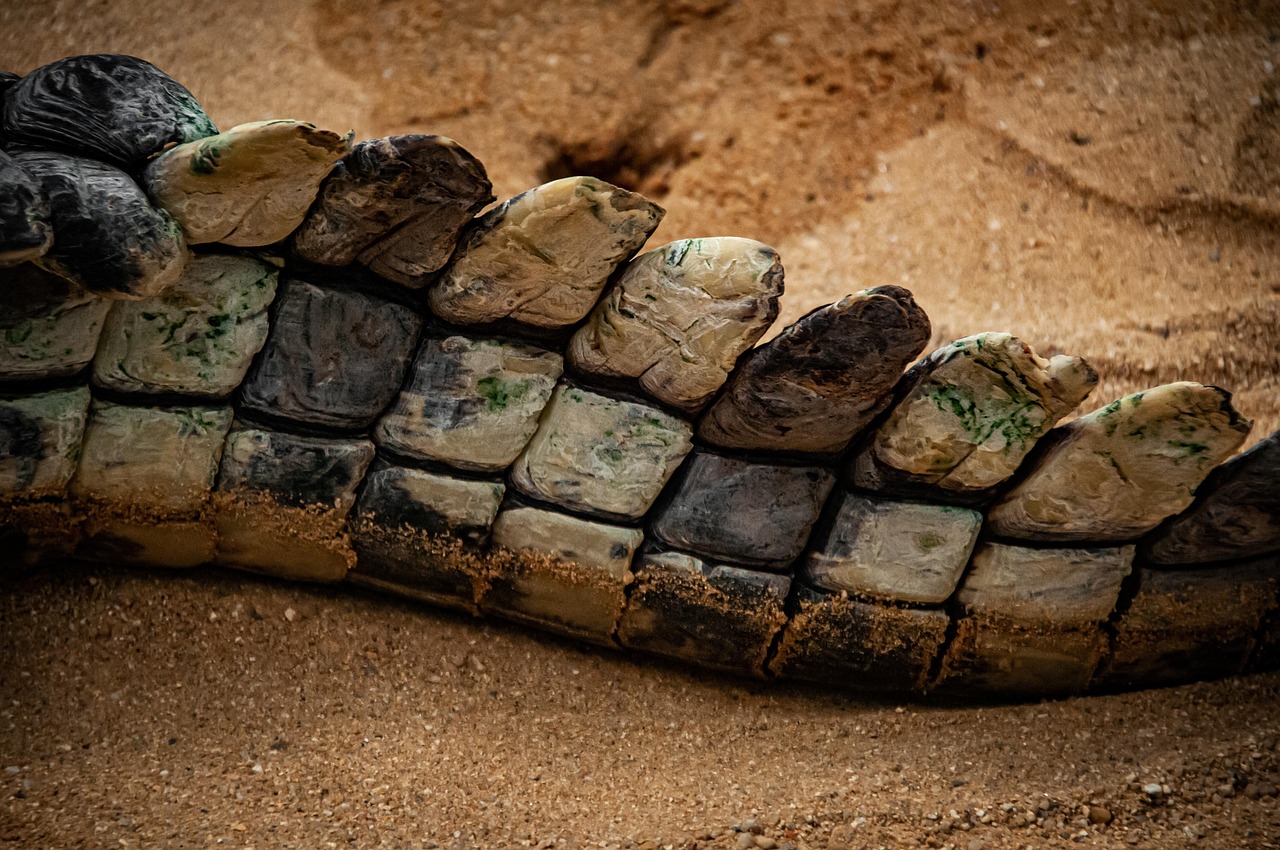 Crocodile - free online jigsaw puzzle photo