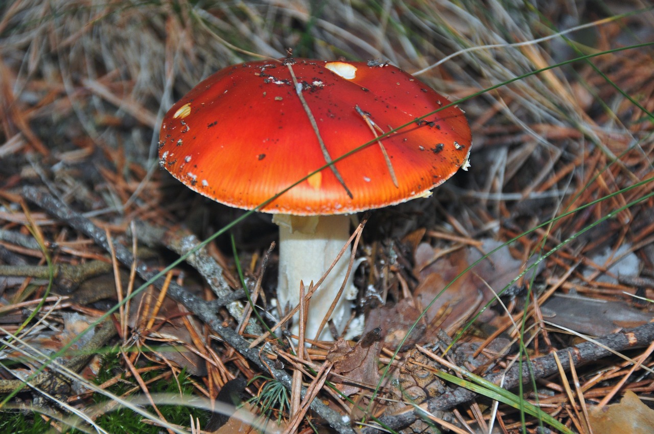 Fungo Boletus Velenoso Foto gratis su Pixabay Pixabay