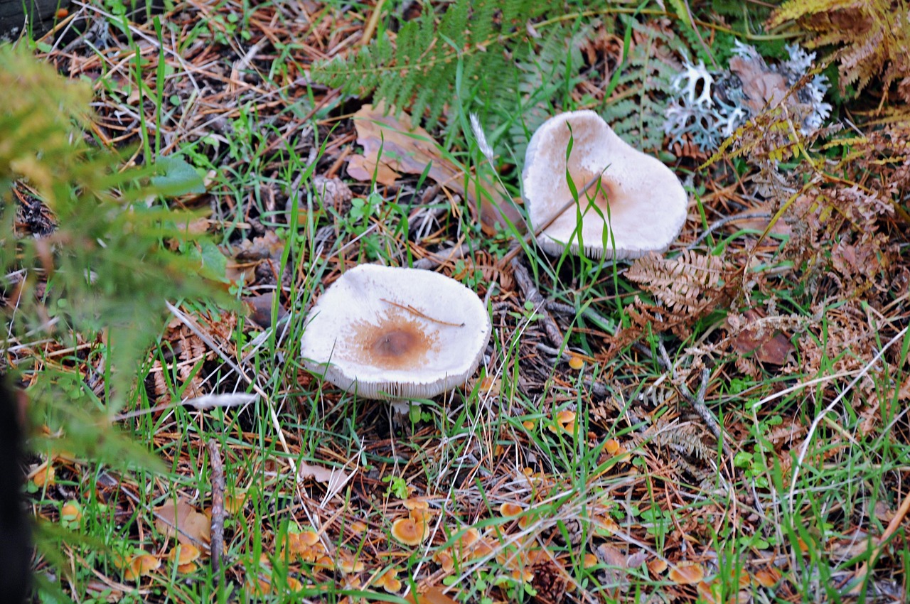 Champignons Champignon La Nature - Photo gratuite sur Pixabay - Pixabay