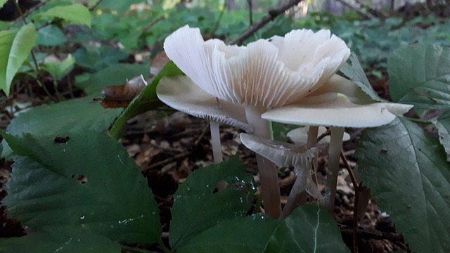 Pilz, Herbst, Wälder, Weiß, Natur