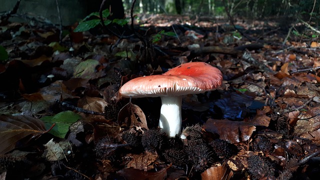 Pilz, Rot, Herbst, Wald, Natur