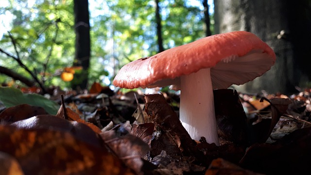 Pilz, Herbst, Natur, Wald, Sun, Rot