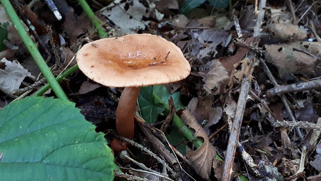 Pilze, Pilz, Natur, Wald, Herbst, Braun